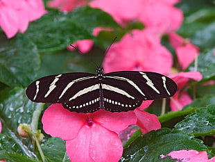 Zebra Longwing Butterfly perched on pink Periwinkle flower HD wallpaper